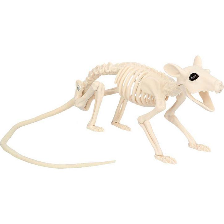 Skelett Ratte